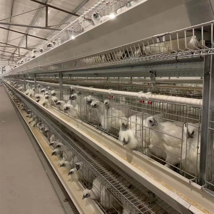 Poultry Equipment Suppliers Good Price Complete Layer Chicken Raising System