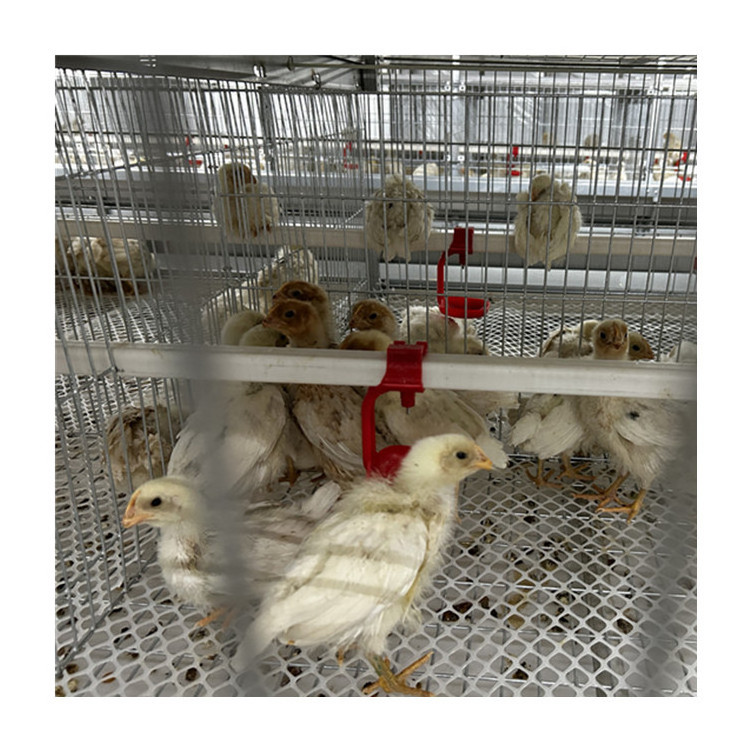 Modern Design Chicken Farm Automatic Battery Day Old Baby Brooder Chick Cage Multifunctional Provided Chicken Cage for Sale