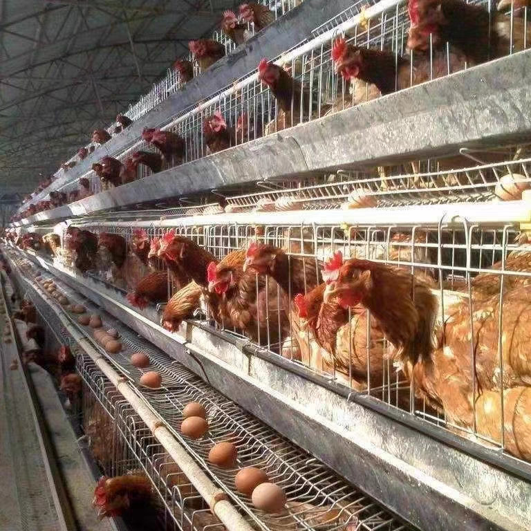 A type Galvanized Welded Wire Mesh Egg Layer Chicken Battery cage Used For Hens Poultry Farm