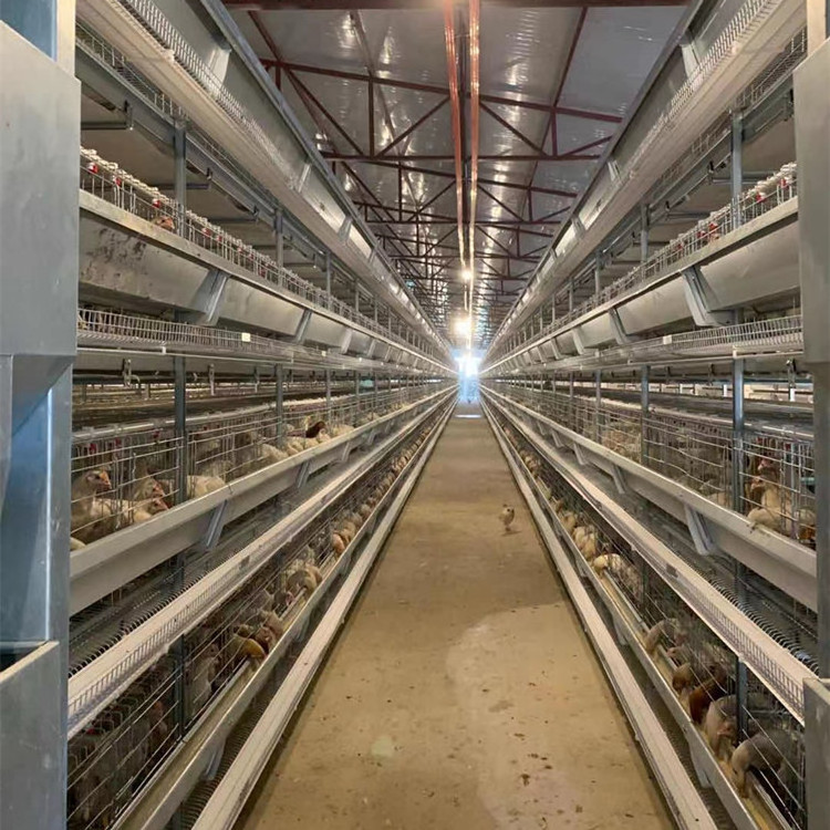 Poultry Equipment Suppliers Good Price Complete Layer Chicken Raising System