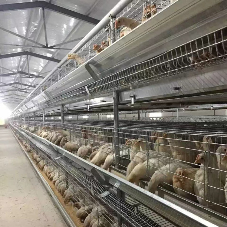 Modern Design Chicken Farm Automatic Battery Day Old Baby Brooder Chick Cage Multifunctional Provided Chicken Cage for Sale