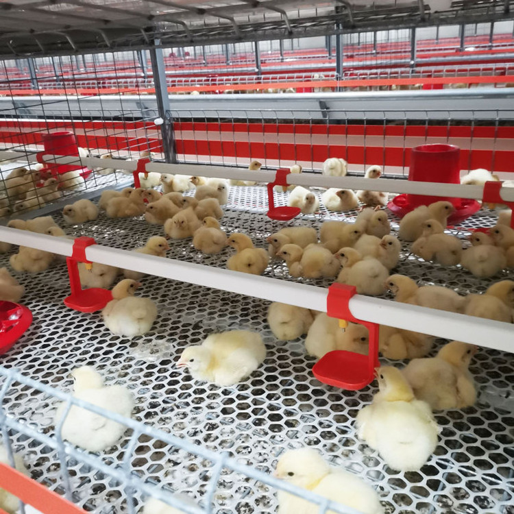 Modern Design Chicken Farm Automatic Battery Day Old Baby Brooder Chick Cage Multifunctional Provided Chicken Cage for Sale