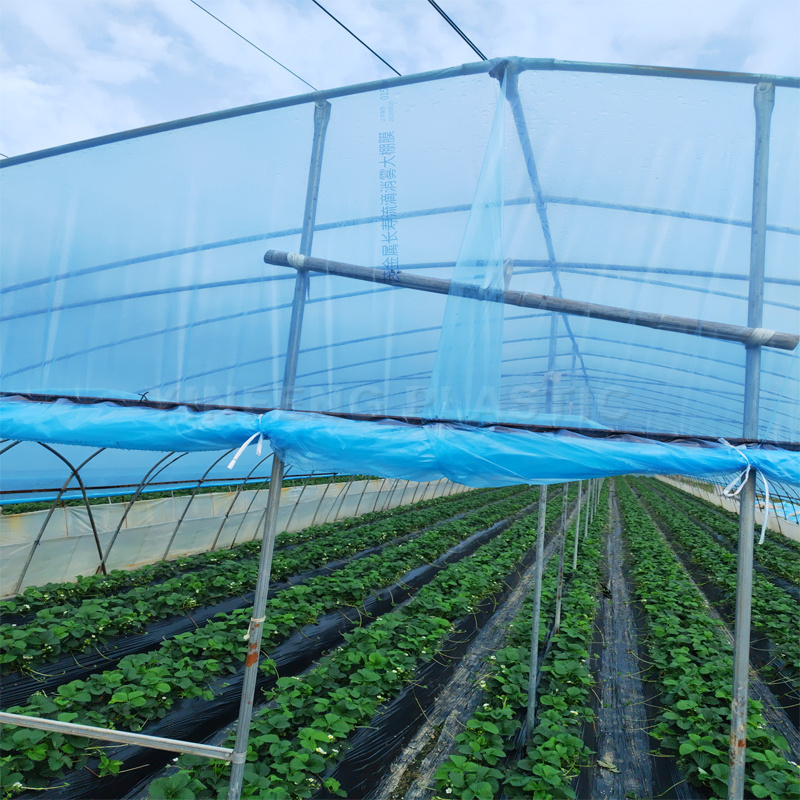 Greenhouse Film PO Model Low Cost Single Span Tunnel Vegetable Used for Sale Protect Crops Fruit Tree