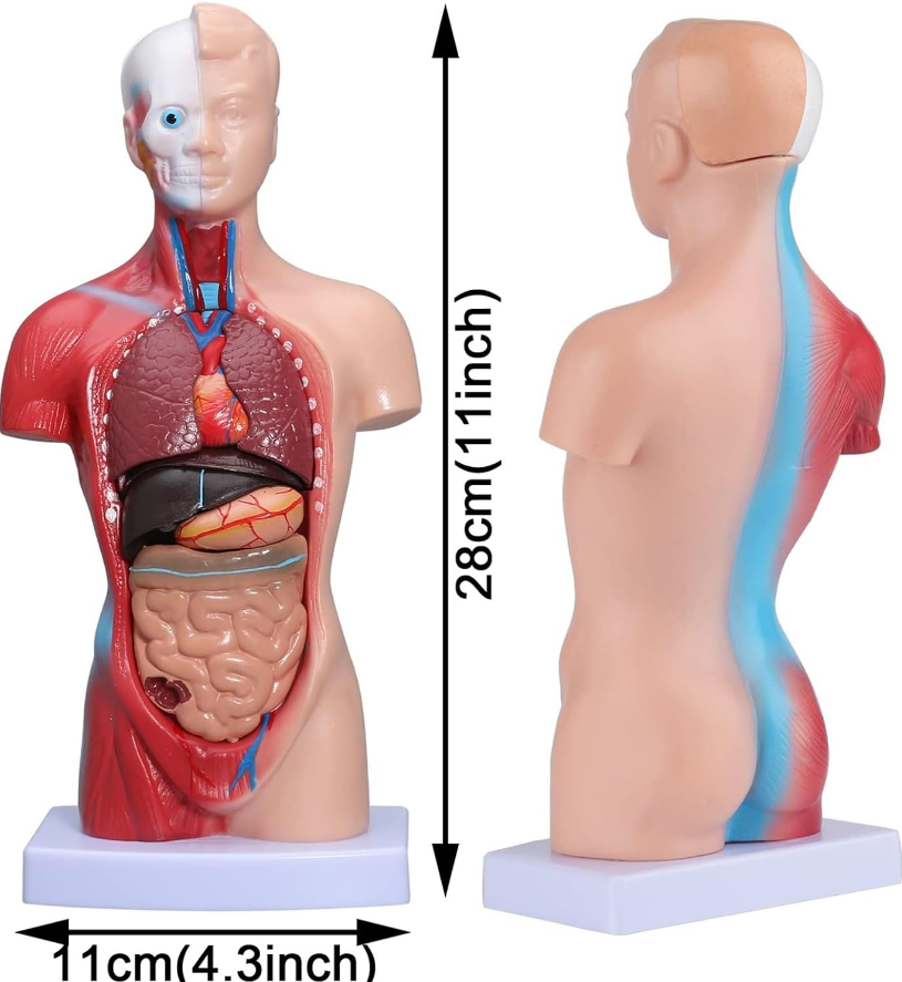 Human body 28 cm medical torso model anatomy doll 15 removable parts education organs model for teaching study class students