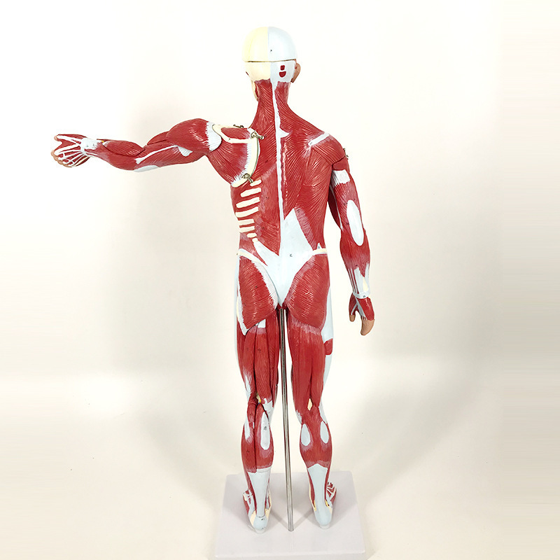 80cm human muscle model art medical simulation skeletal muscle tissue planing model fitness teaching model