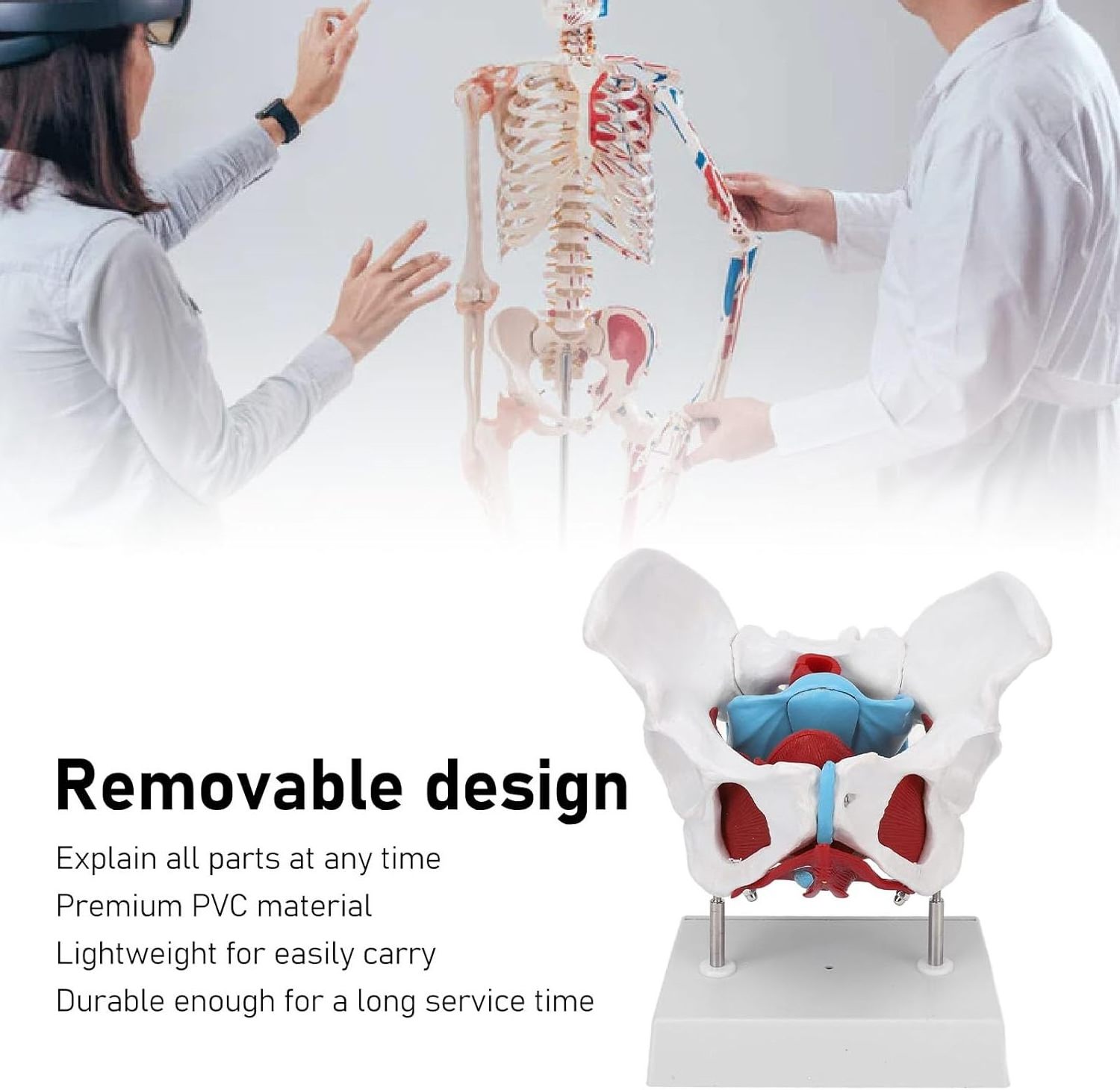 Medical Science Pelvic Floor Female anatomy Mobile Color female skeleton pelvis model teaching resource equipment