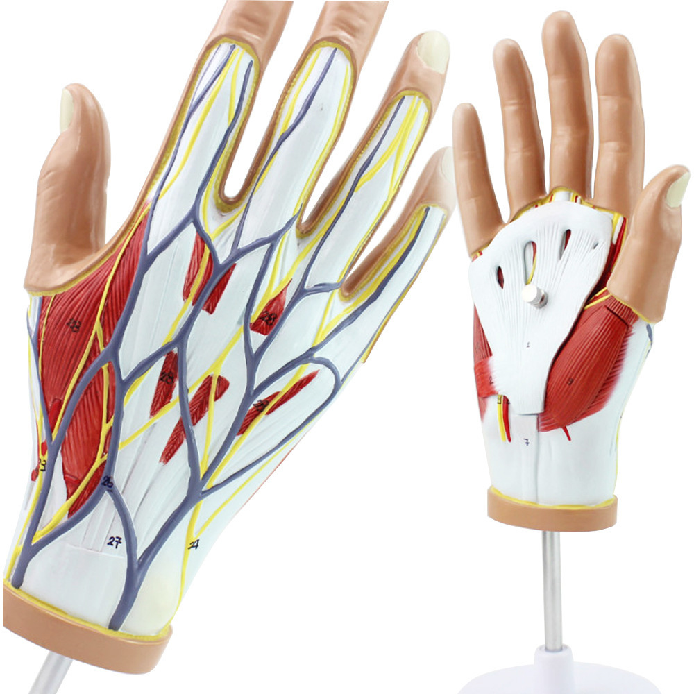 Medical human hand muscle neurovascular model hand joint anatomical model