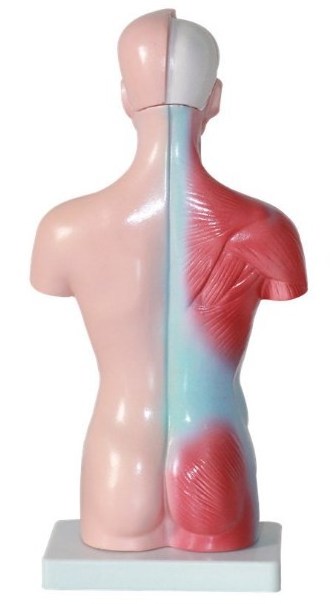 Human Body 28 cm Medical Torso Model Anatomy Doll 15 Removable Parts Education Organs Model for Teaching Study Class Students