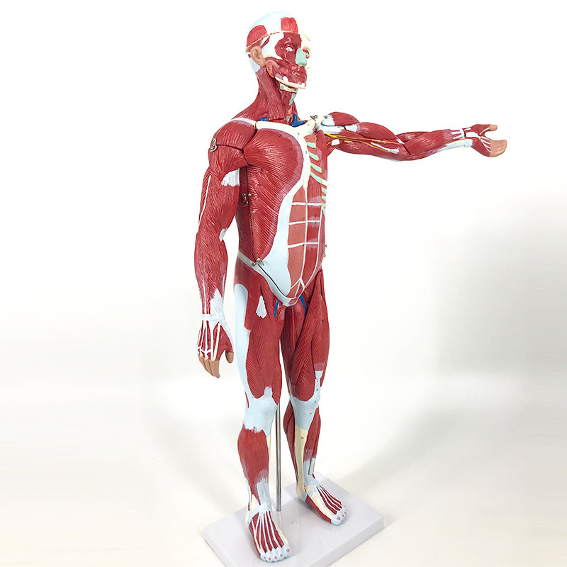 80cm human muscle model art medical simulation skeletal muscle tissue planing model fitness teaching model