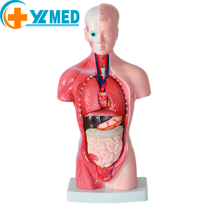 Human Body 28 cm Medical Torso Model Anatomy Doll 15 Removable Parts Education Organs Model for Teaching Study Class Students