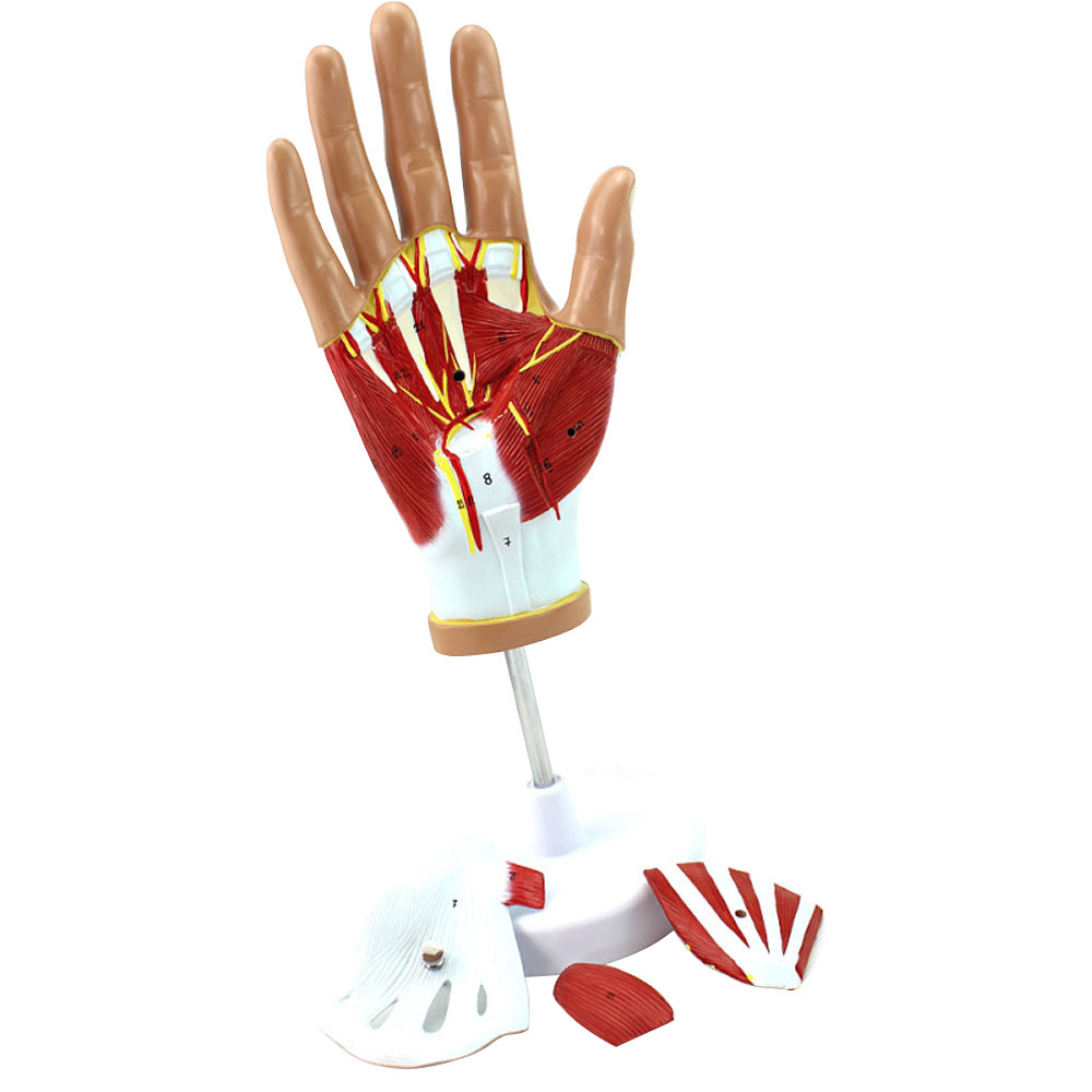 Medical human hand muscle neurovascular model hand joint anatomical model