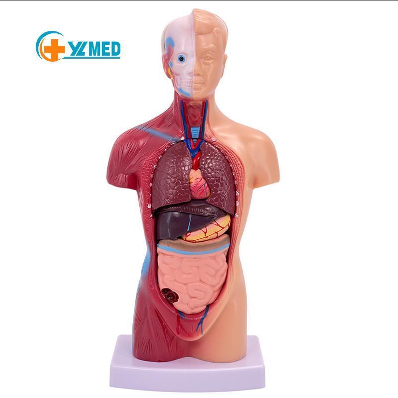 Human body 28 cm medical torso model anatomy doll 15 removable parts education organs model for teaching study class students