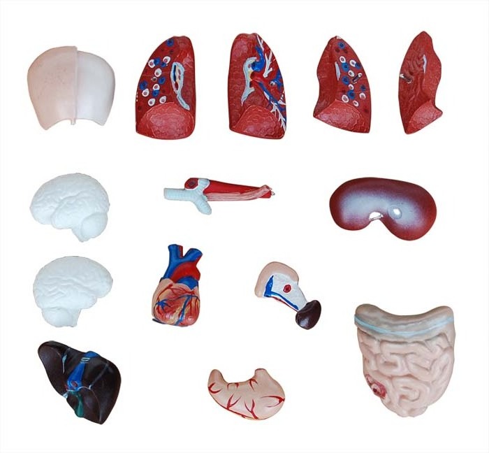 Human Body 26 cm Medical Torso Model Anatomy Doll 15 Removable Parts Education Organs Model for Teaching Study Class Students