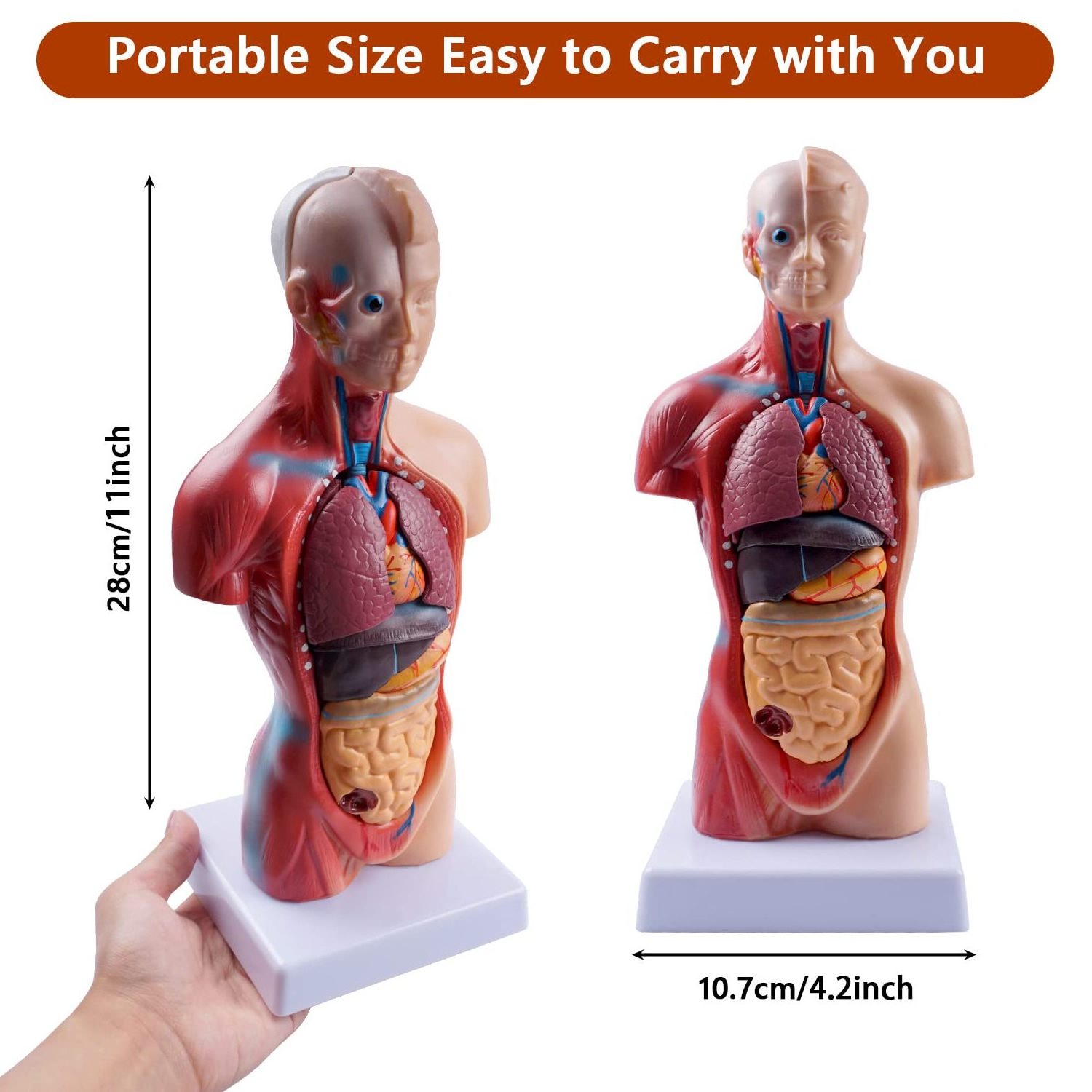 Human Body 26 cm Medical Torso Model Anatomy Doll 15 Removable Parts Education Organs Model for Teaching Study Class Students