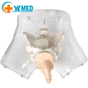 Transparent urethral Male Catheterization Model