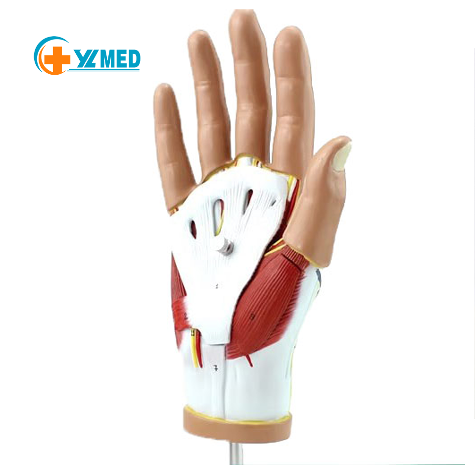 Medical human hand muscle neurovascular model hand joint anatomical model