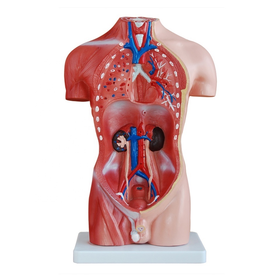 Medical science Supplies Human Teaching 42CM Male Torso 13 Parts Torso Series Model For Medical School