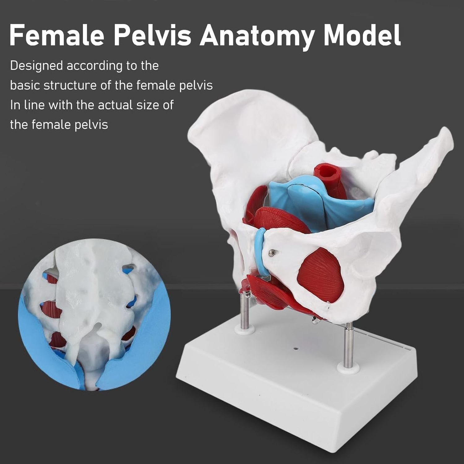 Medical Science Pelvic Floor Female anatomy Mobile Color female skeleton pelvis model teaching resource equipment