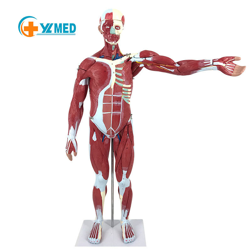 80cm human muscle model art medical simulation skeletal muscle tissue planing model fitness teaching model