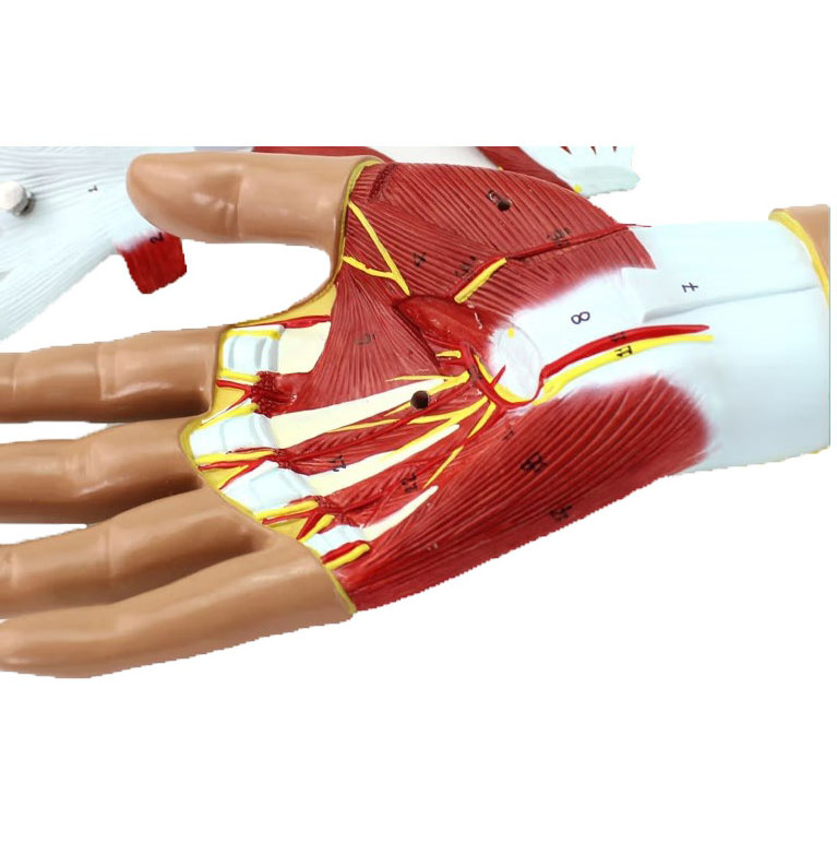 Medical human hand muscle neurovascular model hand joint anatomical model