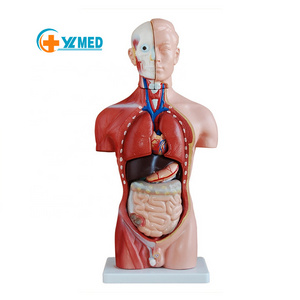 Medical science Supplies Human Teaching 42CM Male Torso 13 Parts Torso Series Model For Medical School