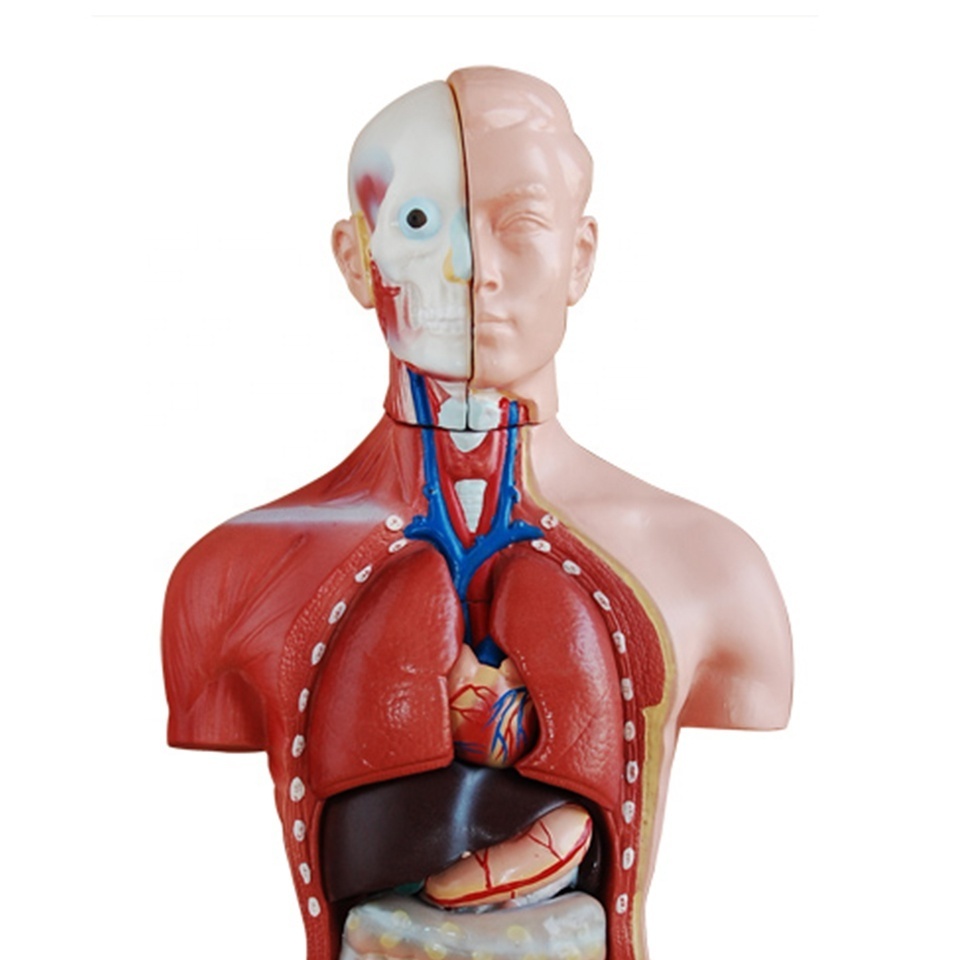 Medical science Supplies Human Teaching 42CM Male Torso 13 Parts Torso Series Model For Medical School