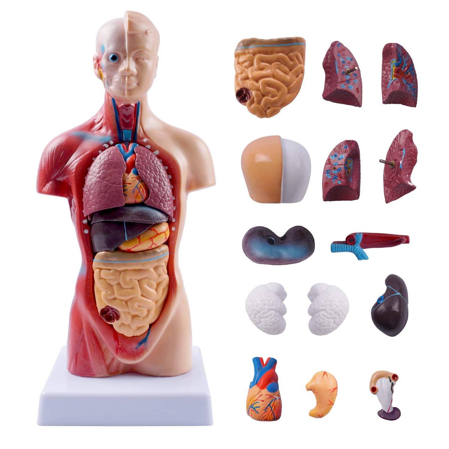 Human Body 26 cm Medical Torso Model Anatomy Doll 15 Removable Parts Education Organs Model for Teaching Study Class Students