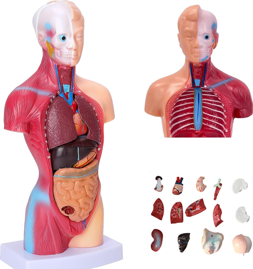 Human body 28 cm medical torso model anatomy doll 15 removable parts education organs model for teaching study class students