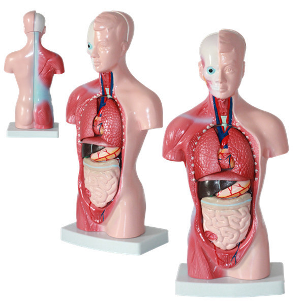 Human Body 28 cm Medical Torso Model Anatomy Doll 15 Removable Parts Education Organs Model for Teaching Study Class Students