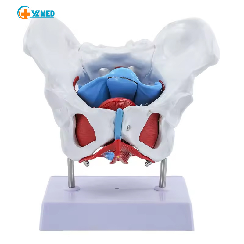 Medical Science Pelvic Floor Female anatomy Mobile Color female skeleton pelvis model teaching resource equipment