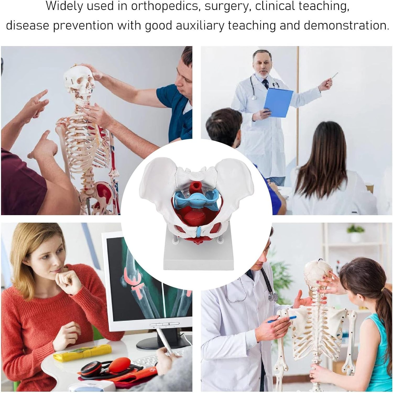 Medical Science Pelvic Floor Female anatomy Mobile Color female skeleton pelvis model teaching resource equipment