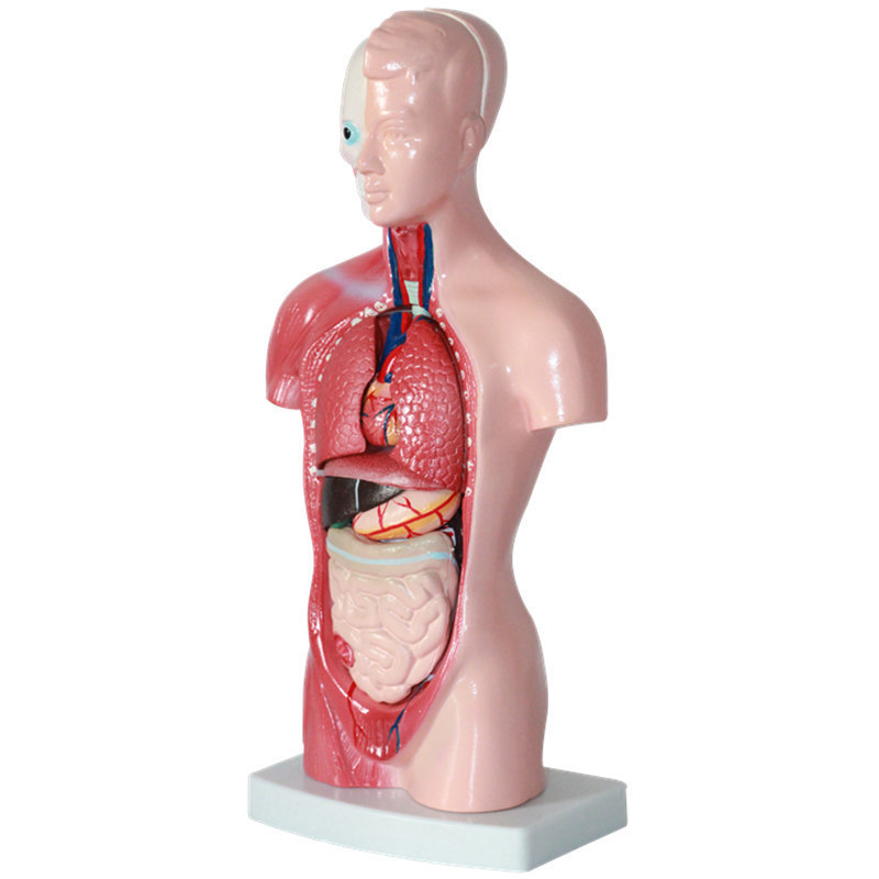 Human Body 28 cm Medical Torso Model Anatomy Doll 15 Removable Parts Education Organs Model for Teaching Study Class Students