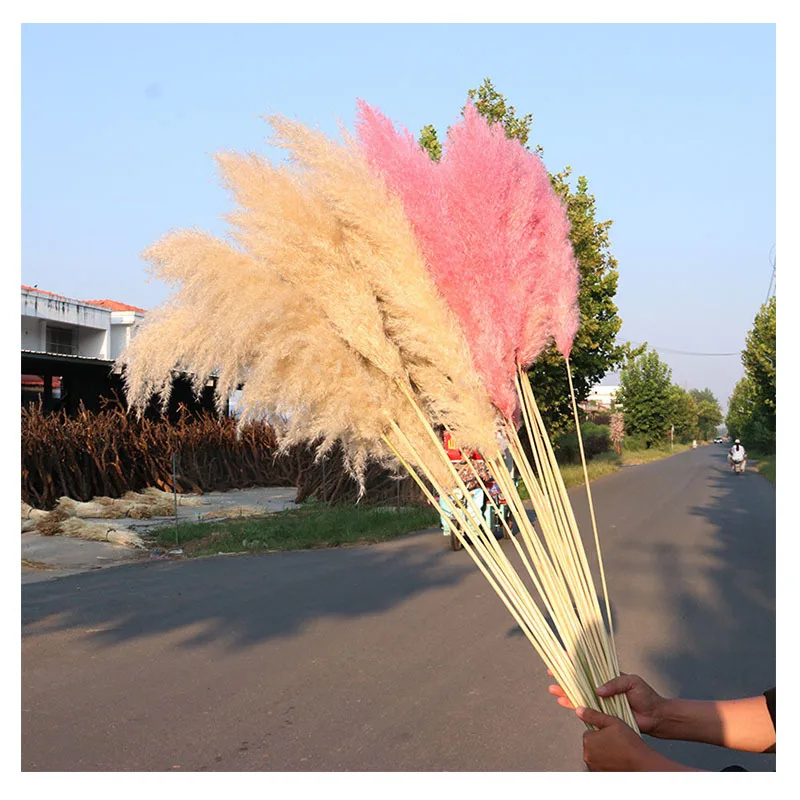 Wholesale Big Wedding Flowers Decoration Pampas Grass Plant Bouquet Magenta Red And Pink Artificial Natural Dried Pampas Grass