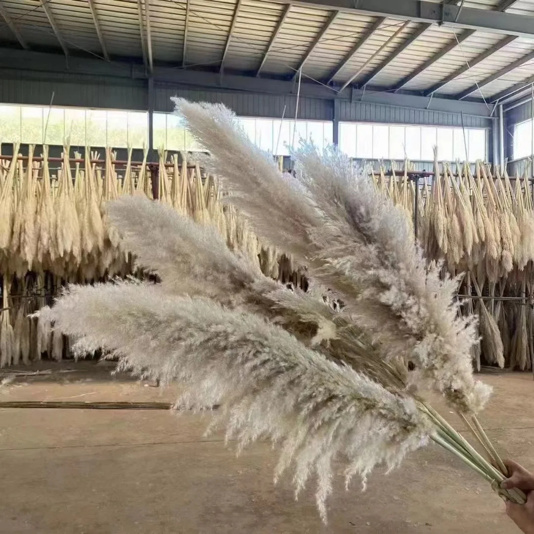 Wholesale Big Wedding Flowers Decoration Pampas Grass Plant Bouquet Magenta Red And Pink Artificial Natural Dried Pampas Grass