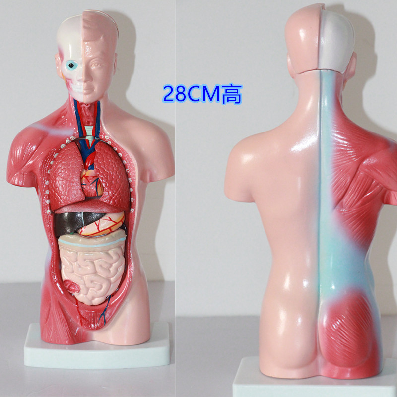 Factory Human Torso Anatomy Model medical anatomical model medical science Mannequin Medical Science 28CM Torso 15 Parts Torso