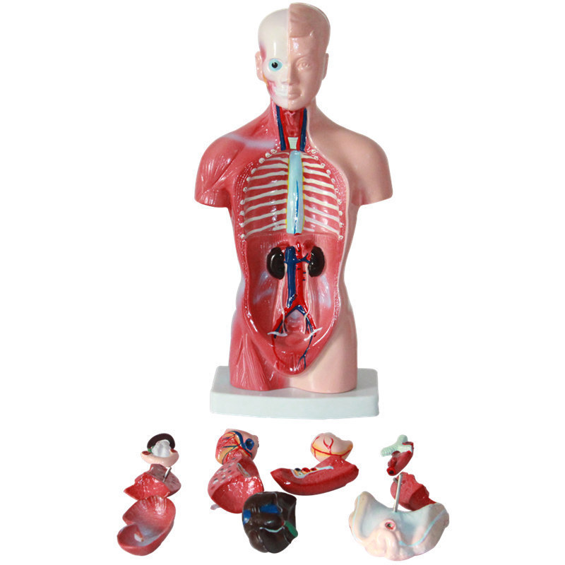 Factory Human Torso Anatomy Model medical anatomical model medical science Mannequin Medical Science 28CM Torso 15 Parts Torso