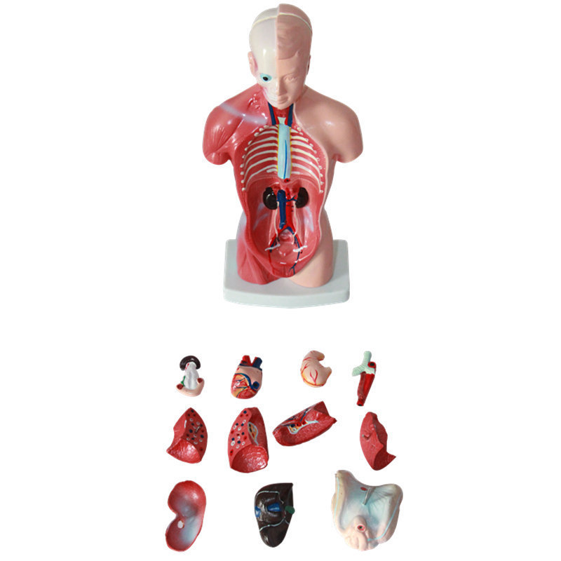 Factory Human Torso Anatomy Model medical anatomical model medical science Mannequin Medical Science 28CM Torso 15 Parts Torso