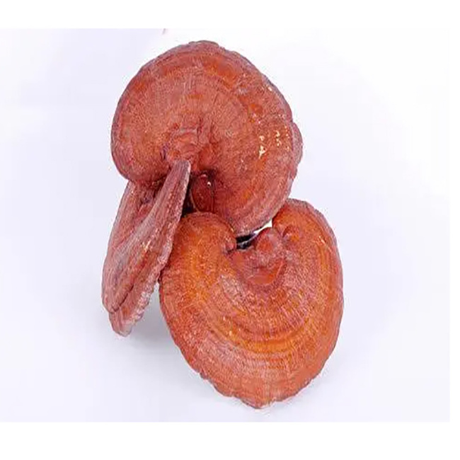 Reishi/Lingzhi extract powder/customize capsule/tablet ganoderma lucidum powder for sale