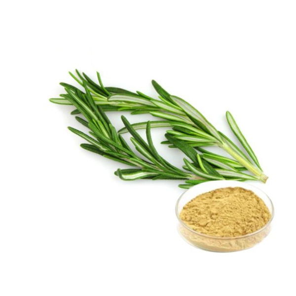 Rosemary Powder Extract Rosmarinic acid 100% pure Rosemary Leaf Extrat