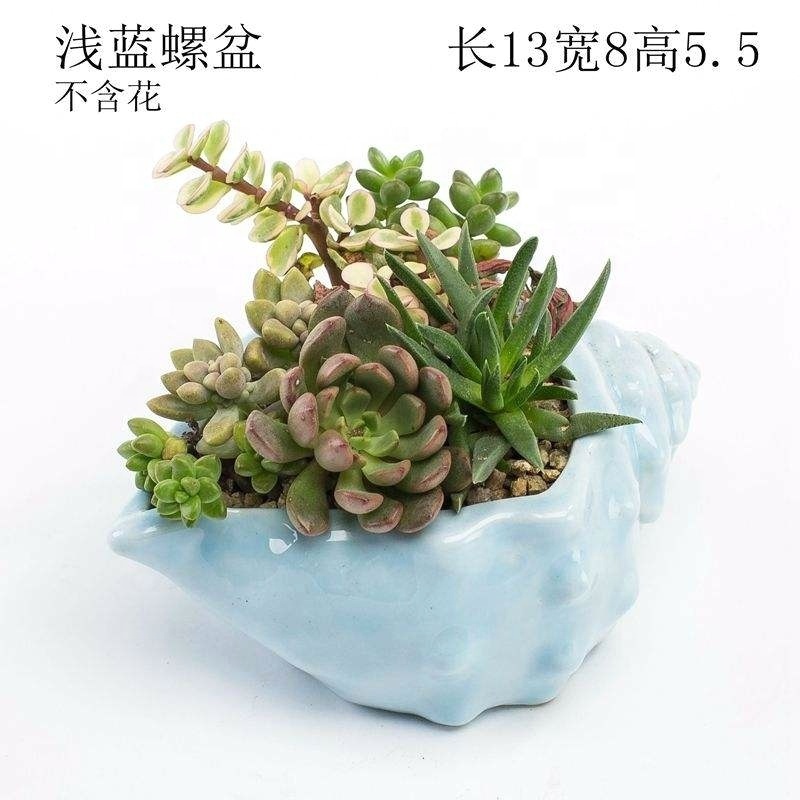 Marine ocean cartoon plant pot blue sea animal porcelain potted basin whales starfish shell fish ceramic succulent flower pot