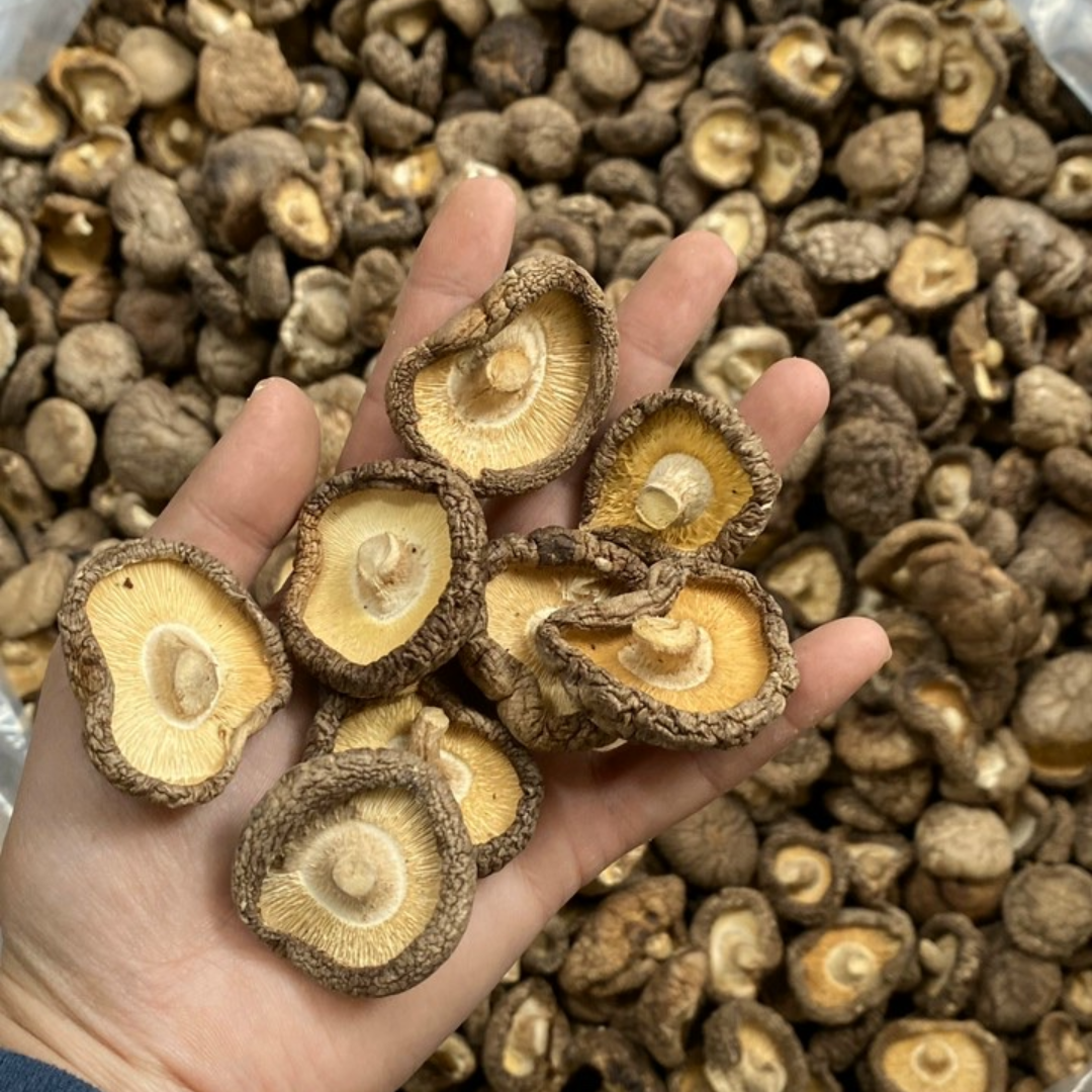 High Quality Bulk dried mushroom Origin Dry Mushroom Dried Shiitake Mushroom from Vietnam HOANG LINH SG Kimy +84938616690