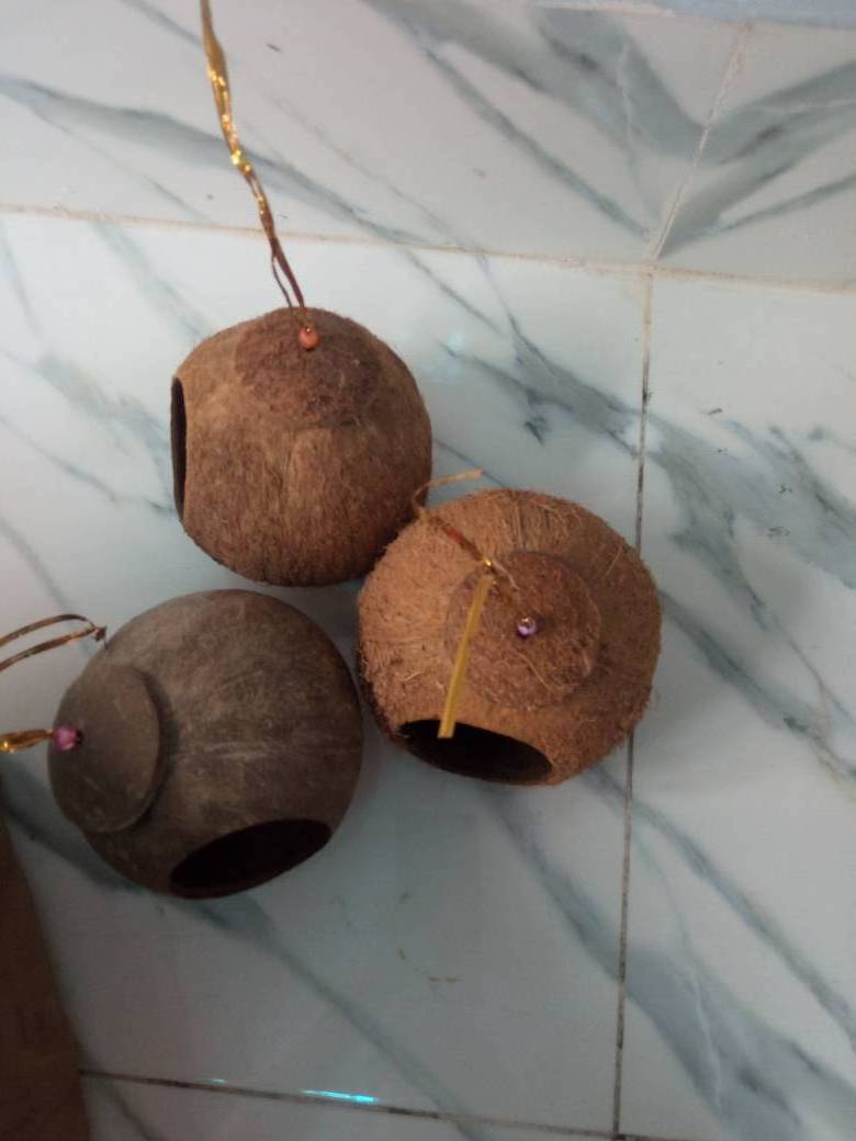 Coconut Shells for Pet Supplies Bird Hamster Squirrel Cage House Nests Whosale Natural Bowls 6 Cm Gif HOANG LINH SG from Vietnam