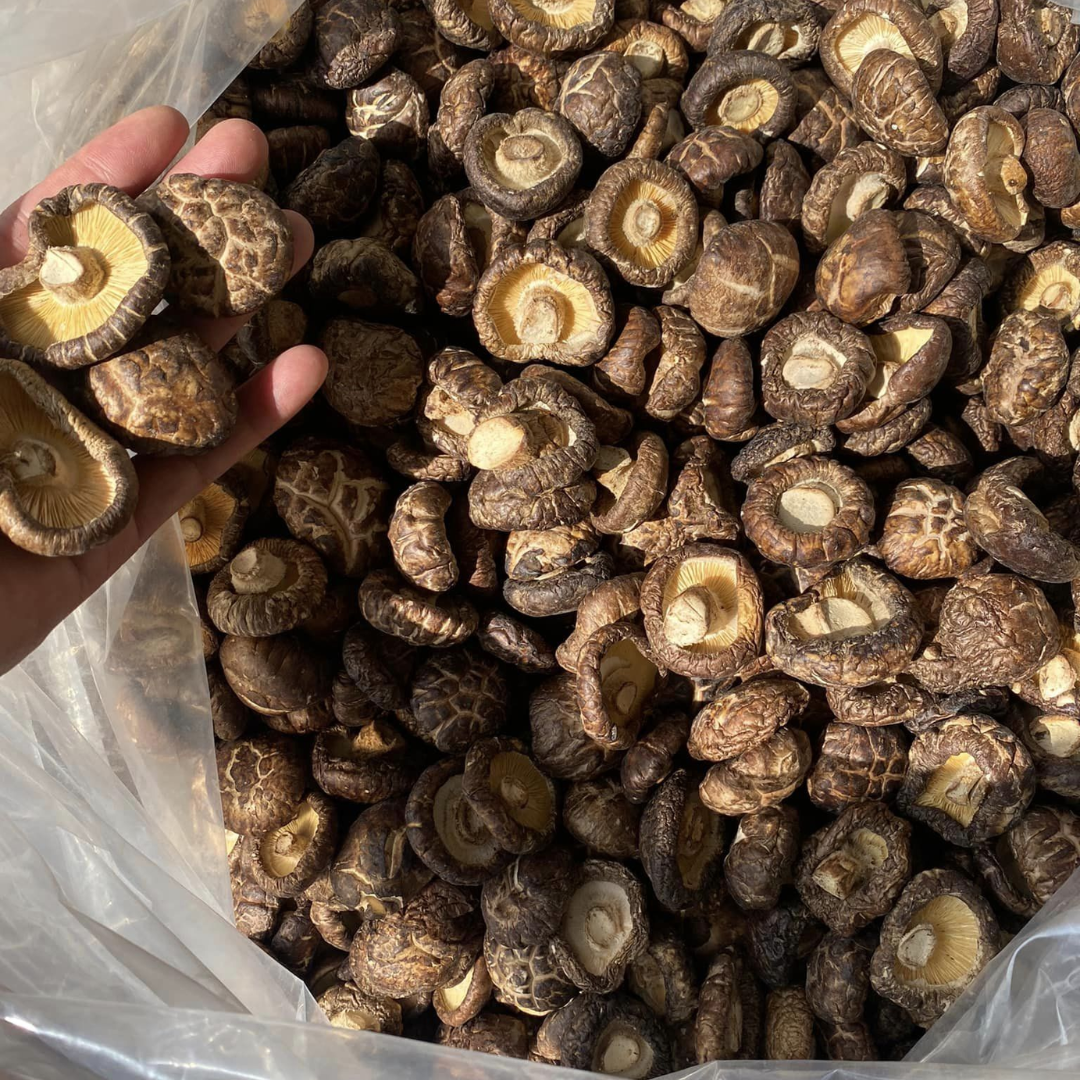 High Quality Bulk dried mushroom Origin Dry Mushroom Dried Shiitake Mushroom from Vietnam HOANG LINH SG Kimy +84938616690