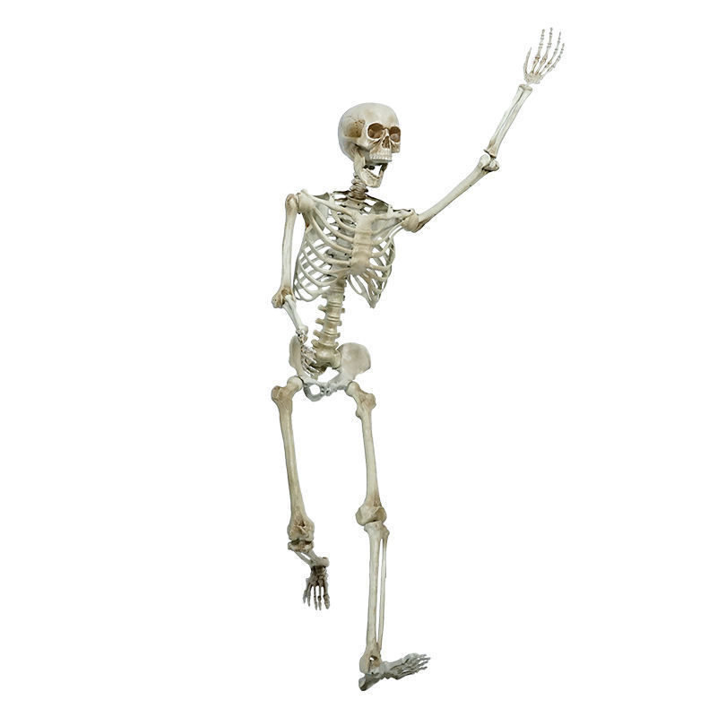 60inch Halloween Life Size Realistic Full Body Adjustable Joints Human Halloween Skeleton For Sale