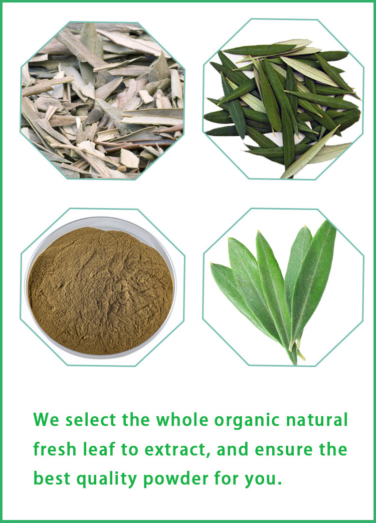 HONGDA Olea Europea 60% 70% 98% Olive Leaf Extract Oleanolic Acid