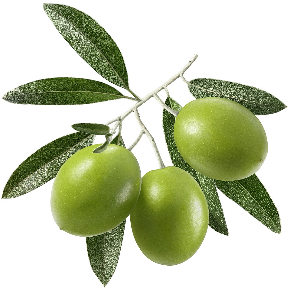 HONGDA Olea Europea 60% 70% 98% Olive Leaf Extract Oleanolic Acid