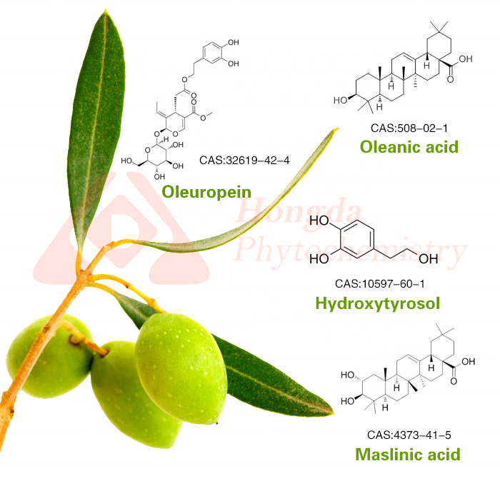 HONGDA Olea Europea 60% 70% 98% Olive Leaf Extract Oleanolic Acid