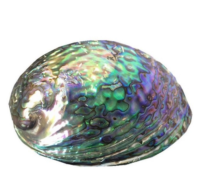 Factory direct hair blue and green large conch abalone shell creative home craft jewelry shell ornaments roasted rat