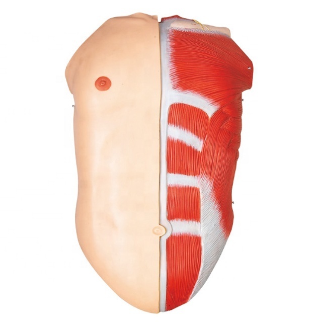 General Doctor Human Body Muscles Anatomical Simulator with Internal Organ human anatomy model