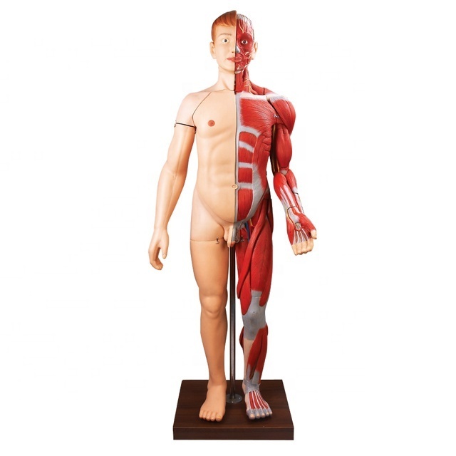 General Doctor Human Body Muscles Anatomical Simulator with Internal Organ human anatomy model